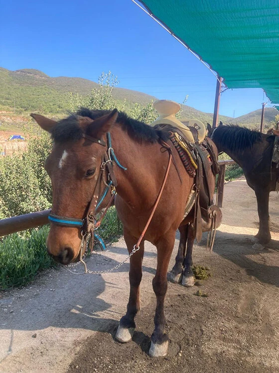 HorseBack riding