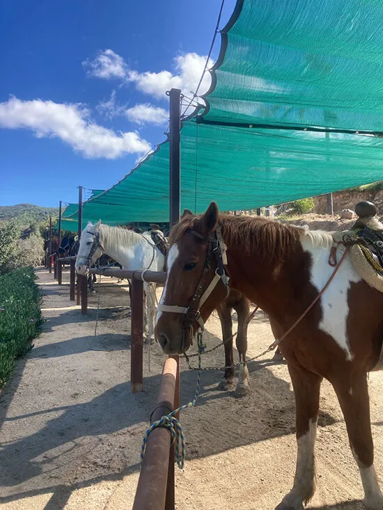 HorseBack riding-tour
