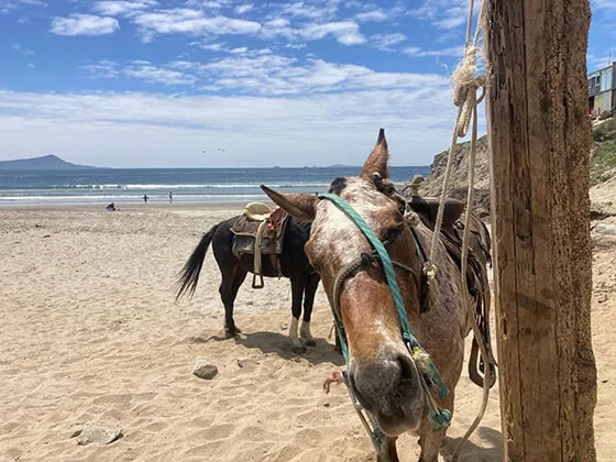 ring baja tour